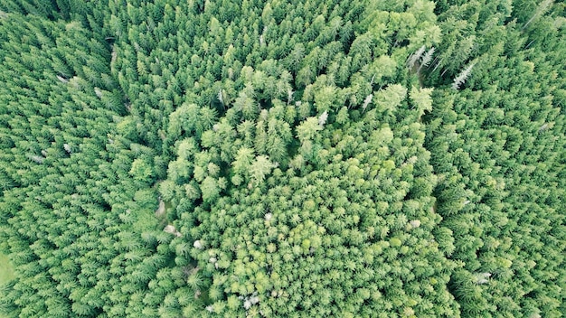 Фото Полный кадр растений на поле