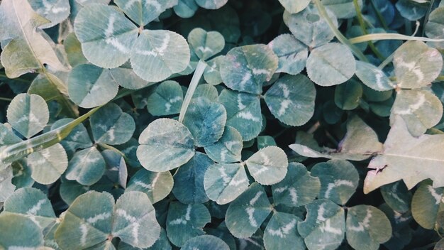 写真 植物のフルフレームショット