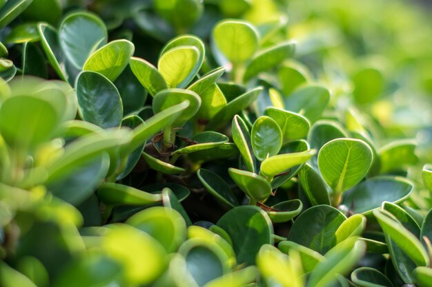 写真 植物のフルフレームショット