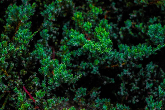 写真 植物のフルフレームショット