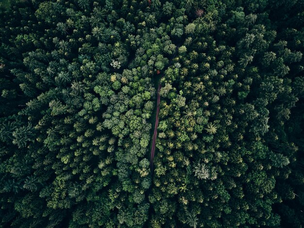 Фото Полный кадр растений