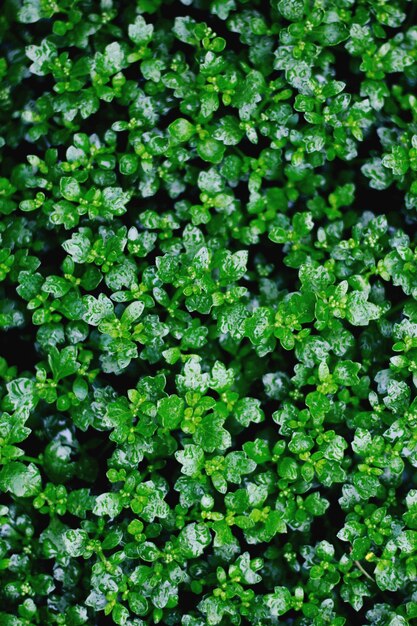 写真 植物のフルフレームショット