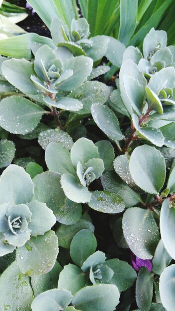 写真 植物のフルフレームショット