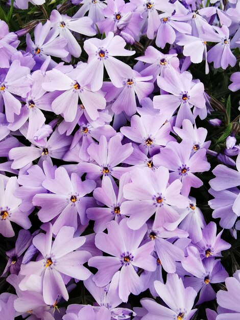 写真 紫色の花の植物のフルフレームショット