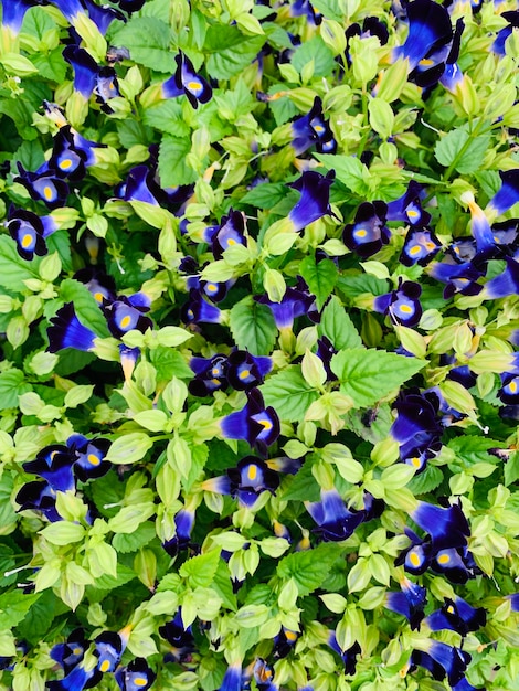 Фото Полный кадр фиолетовых цветущих растений
