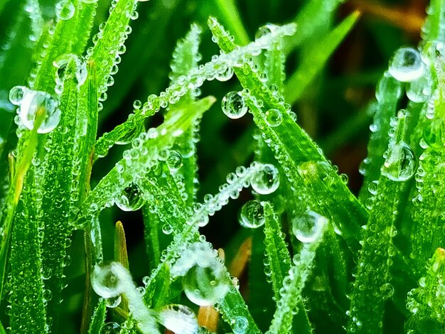 写真 植物に降る雨滴のフルフレームショット