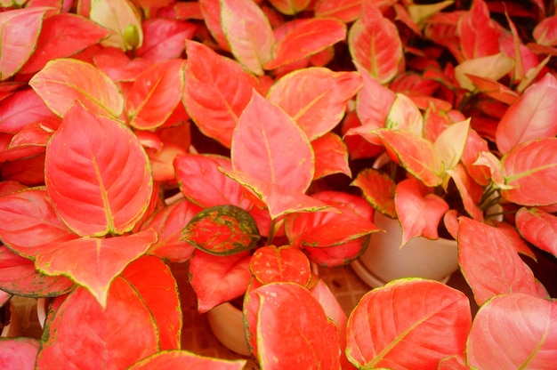 写真 赤い花の植物のフルフレームショット