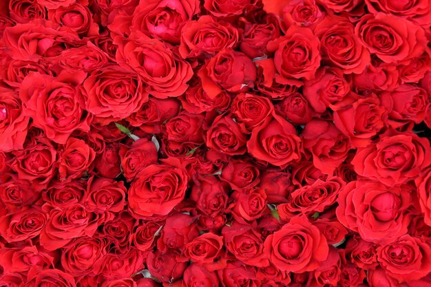 写真 赤いバラのフルフレームショット バラのベッド