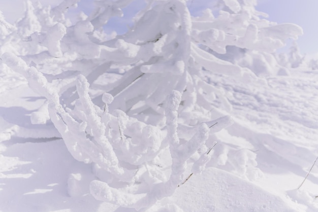 写真 雪に覆われた土地のフルフレームショット