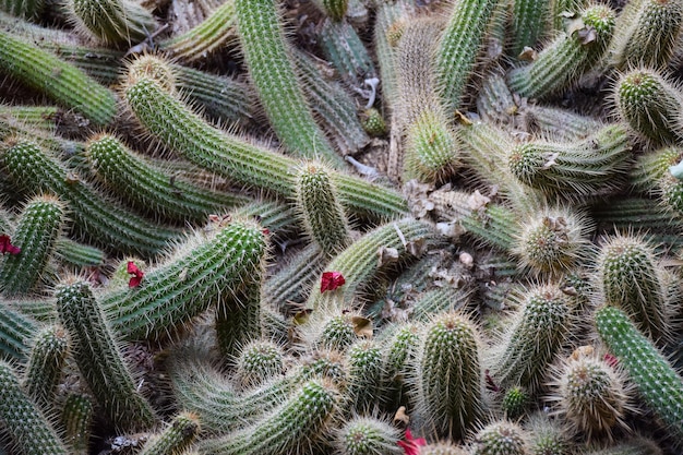 写真 畑 の 甘い 植物 の 完全 な 写真