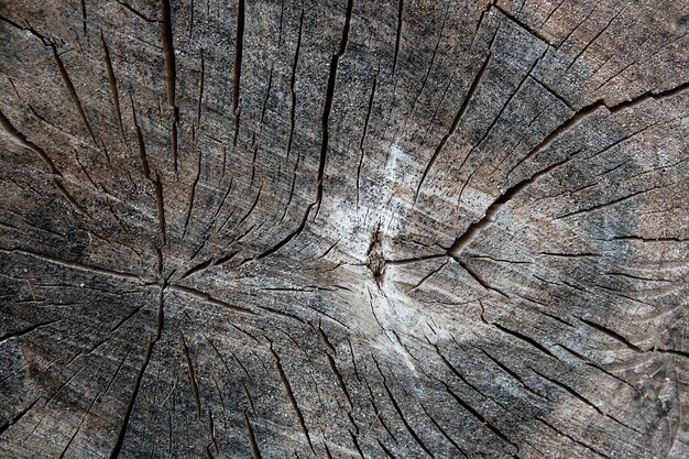 Фото Полный кадр ствола дерева