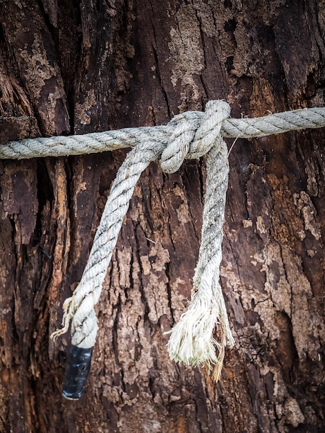 Фото Полный кадр ствола дерева с привязанной веревкой