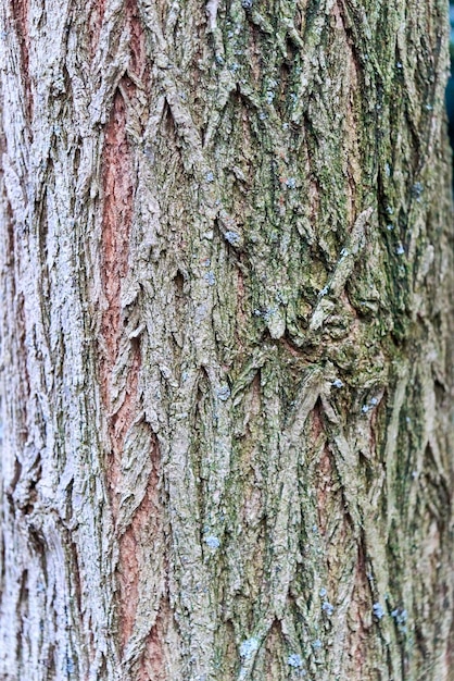 写真 木の幹のフルフレームショット