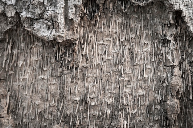 Фото Полный кадр дерева