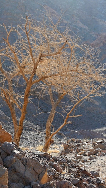 Фото Полный кадр деревьев в пустыне