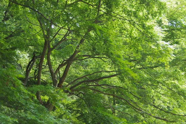 Фото Полный кадр деревьев