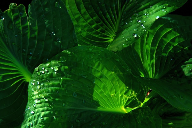 写真 植物の水滴のフルフレームショット