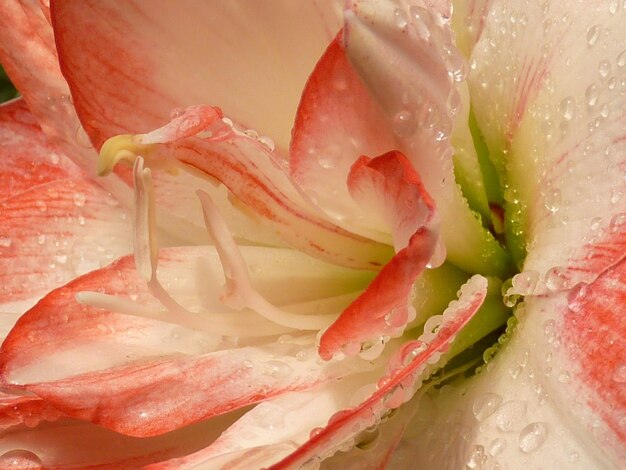 写真 湿ったピンクのバラの花のフルフレームショット