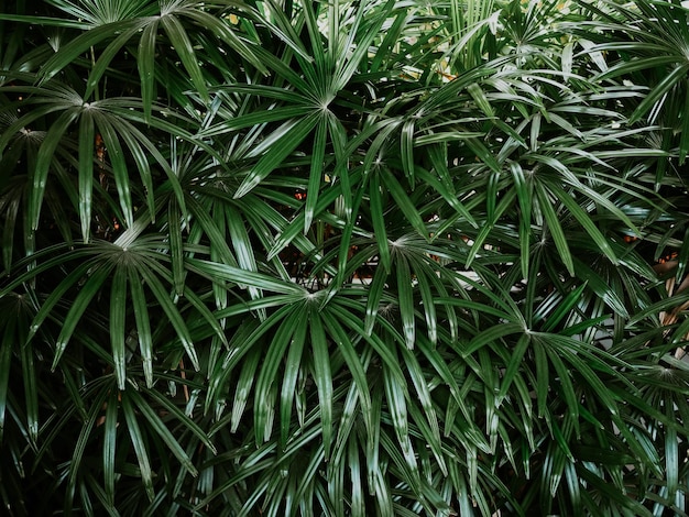 Фото Полный кадр влажных растений, растущих на поле