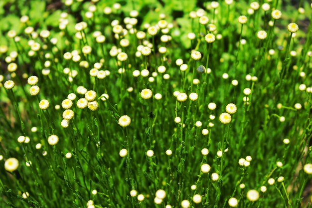 写真 フィールドの湿った植物のフルフレームショット