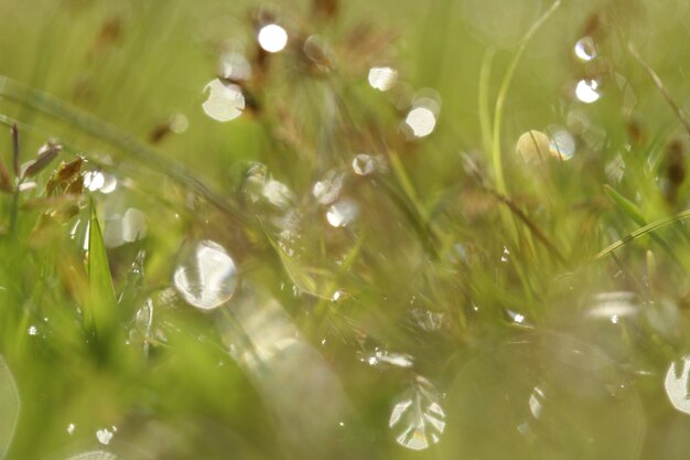 写真 湿った植物のフルフレームショット