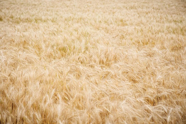 写真 小麦畑のフルフレームショット
