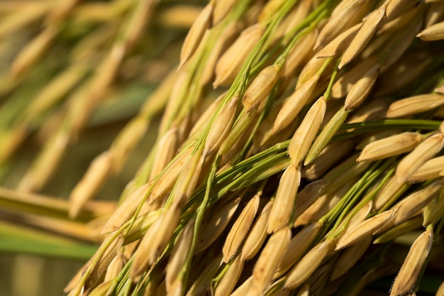 写真 完全なフレームの小麦のショット