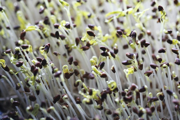 写真 白い花の植物のフルフレームショット