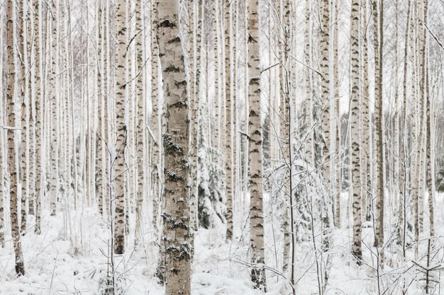 Фото Полный кадр из дерева