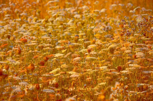 Фото Полный кадр желтых цветущих растений на поле