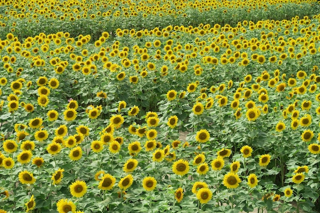 Фото Полный кадр желтых цветов