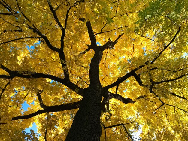 写真 秋の黄色い木のフルフレームショット