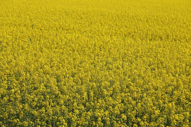 Full frame shot of oilseed rape field