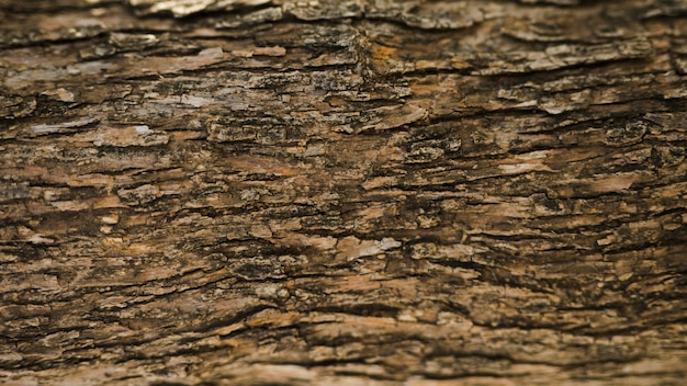 Foto full frame shot di un vecchio tronco d'albero