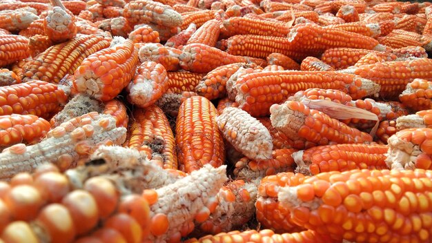 Full frame shot of onions for sale at market