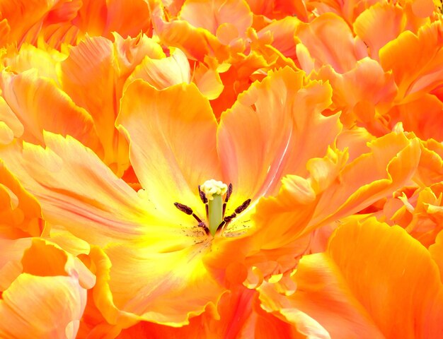 Full frame shot of orange day