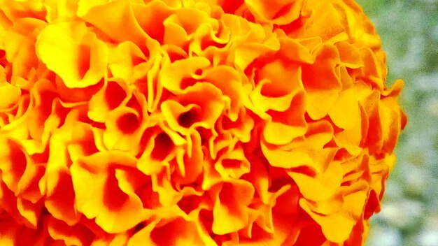 Full frame shot of orange flower