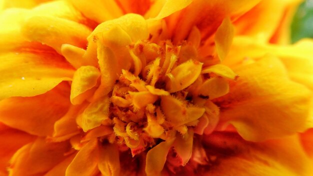 Full frame shot of orange flower