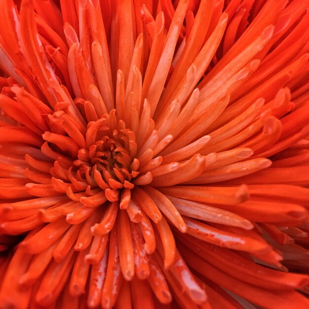 Full frame shot of orange flower