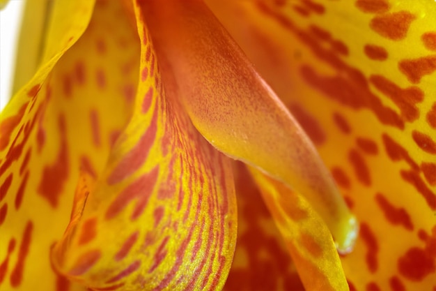 Photo full frame shot of orange flower