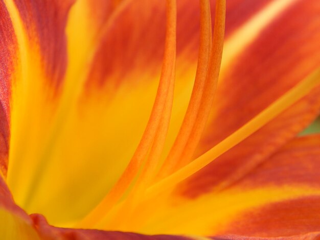 Full frame shot of orange flower