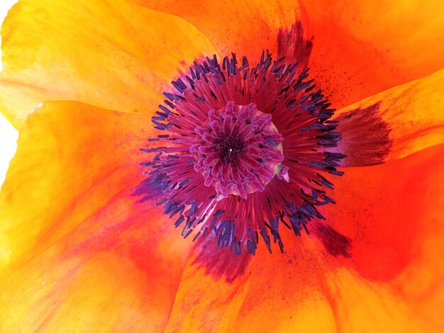 Full frame shot of orange flower