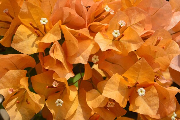 Full frame shot of orange flowering plant