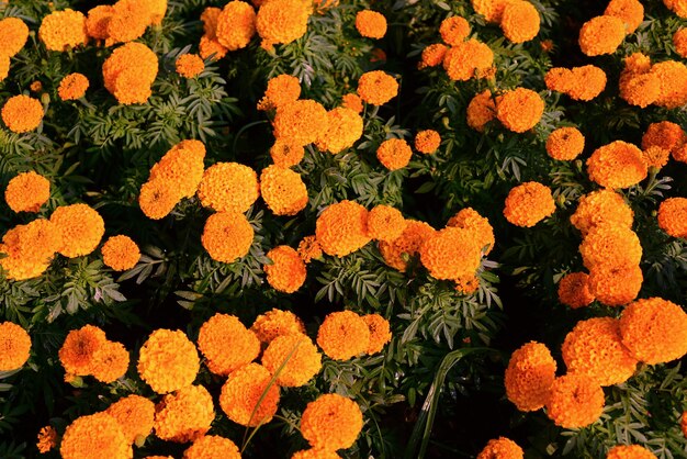Full frame shot of orange flowering plants