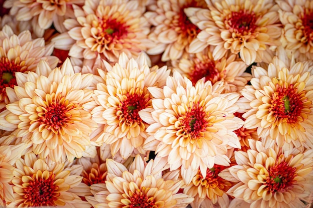 Photo full frame shot of orange flowering plants