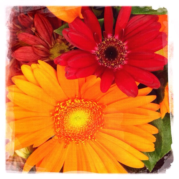 Full frame shot of orange flowers in park