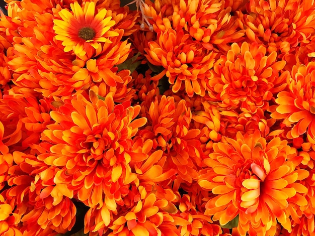 Full frame shot of orange flowers