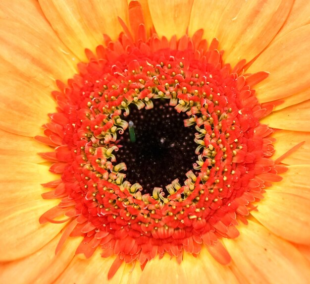 Foto fotografia completa della margherita gerbera arancione