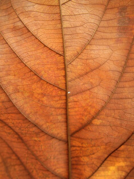 Full frame shot of orange leaf