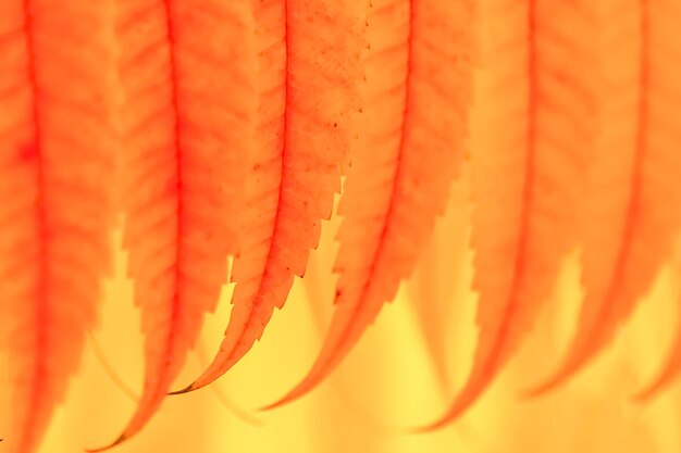 Full frame shot of orange leaf